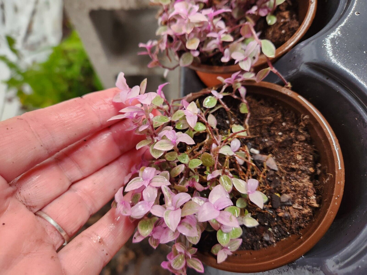 Live Tradescantia 'Pink Panther' (Callisia Repens) Plant