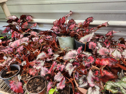 Harmonys Large Red Robin  Live Plant Rex Begonia