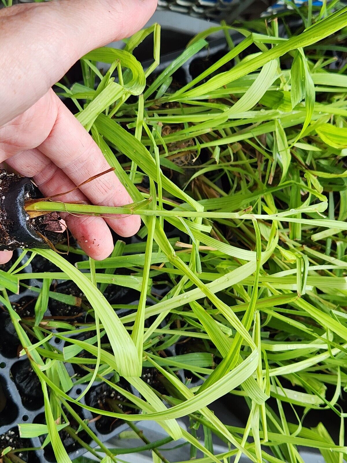 Citronella Grass - Cymbopogon nardus - Live Rooted Starter Plant