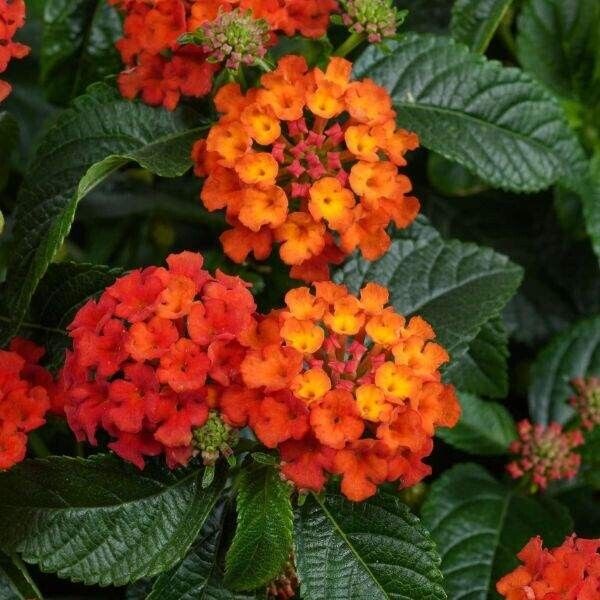 Lantana "COMPACT ORANGE FIRE " Live Rooted Starter  Plant