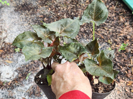 1 Nice Syngonium Maria Allusion- Live Houseplant Plant