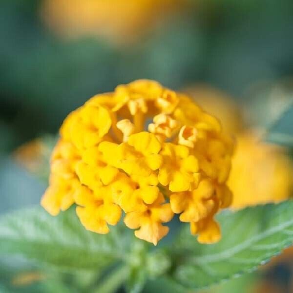 Lantana " CHAPEL HILL NEW GOLD" Live Rooted Plant