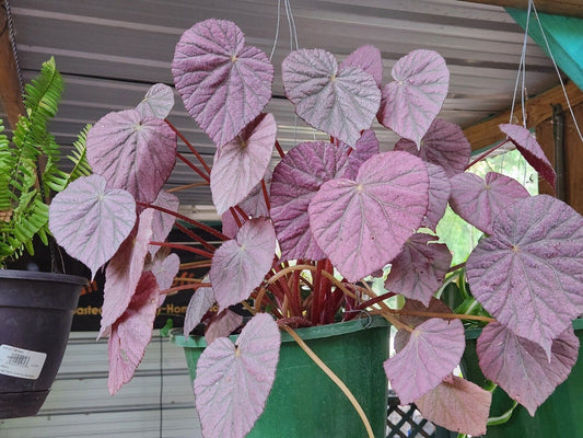 Rex Begonia Harmony Stormy LIVE Rooted Plant