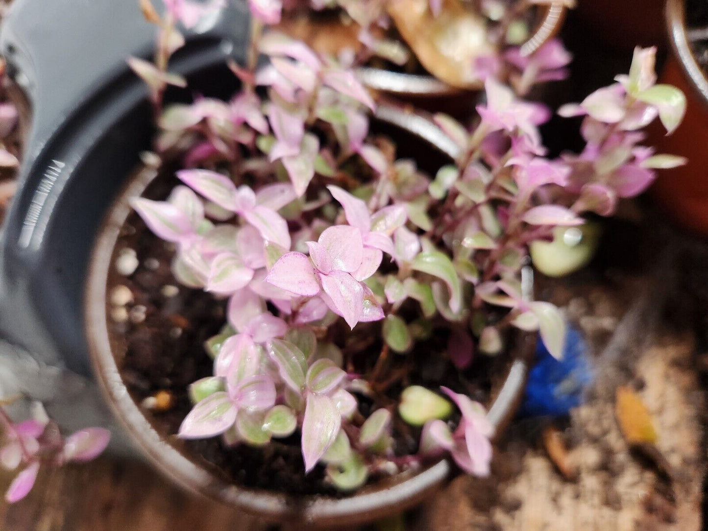 Live Tradescantia 'Pink Panther' (Callisia Repens) Plant