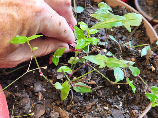 1 Live Rooted Starter Tradescantia "Tahitian Bridal Veil" Wandering Jew Plant