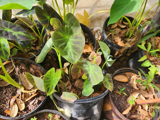 Taro Imperial