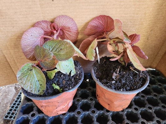 1 Larger Live Begonia Morocco Rooted  Plant aka Fancy/Painted Leaf Rhizomatous