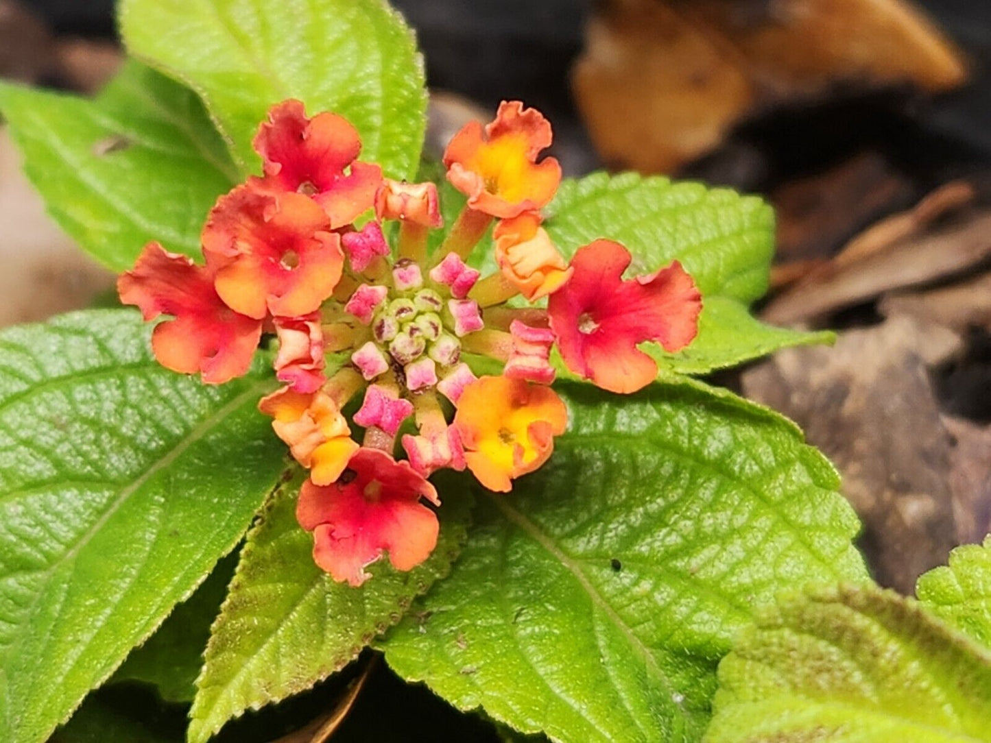 Lantana "COMPACT ORANGE FIRE " Live Rooted Starter  Plant