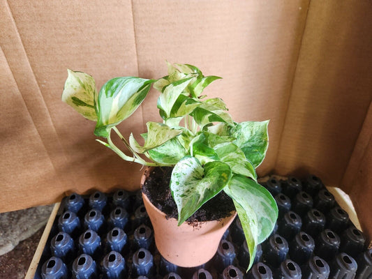 Rare LIVE Variegated Manjula Pothos houseplant rooted Starter Plant