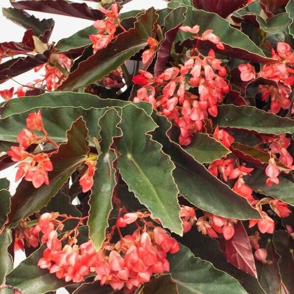 1 Live   Angel Wing/cane Begonia Torch Red Begonia Rooted