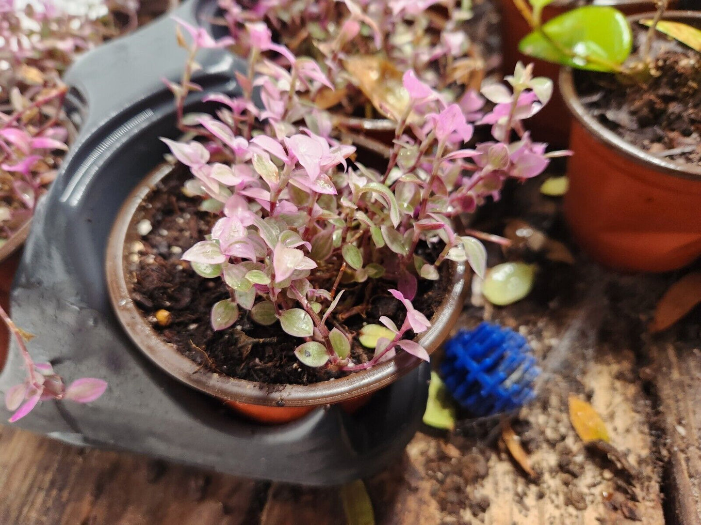 Live Tradescantia 'Pink Panther' (Callisia Repens) Plant