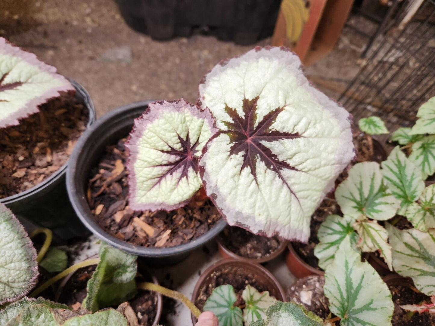 Rex Begonia Harmony's  Fire Woman