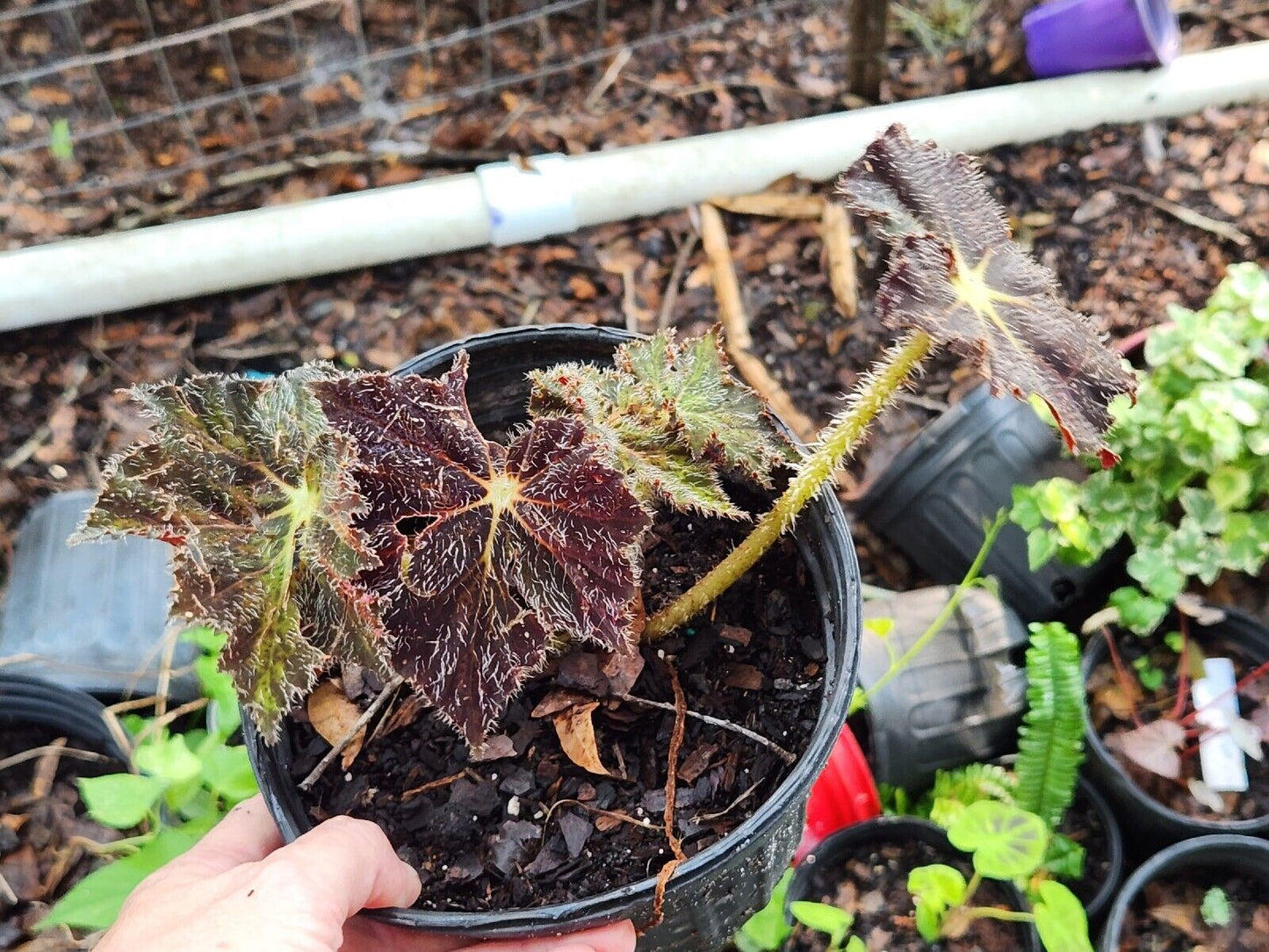 Rex Begonia Harmony Brad Thompson  LIVE Rooted Full Plant