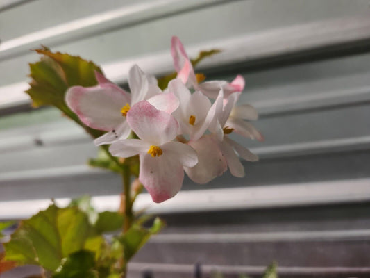 1 Live Big  Angel Wing/cane Richmondensis Begonia Rooted Blooming/blooming Size