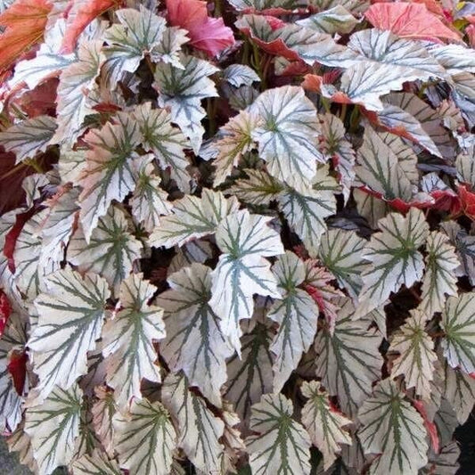 1 LiveBegonia LOOKING GLASS Rooted Plant Angel Wing Cane