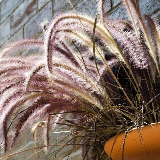 1 Live Starter/plug Rooted Purple Fountain Grass