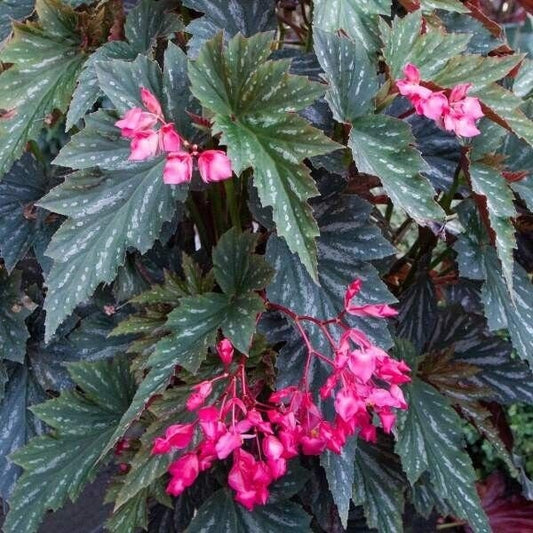 1 Live   Angel Wing Lana Begonia Rooted