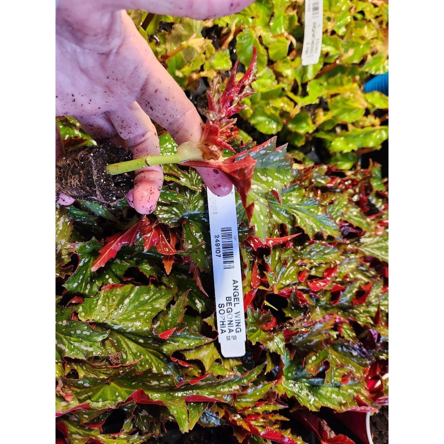 1 Live   Angel Wing/cane Sophia Begonia Rooted