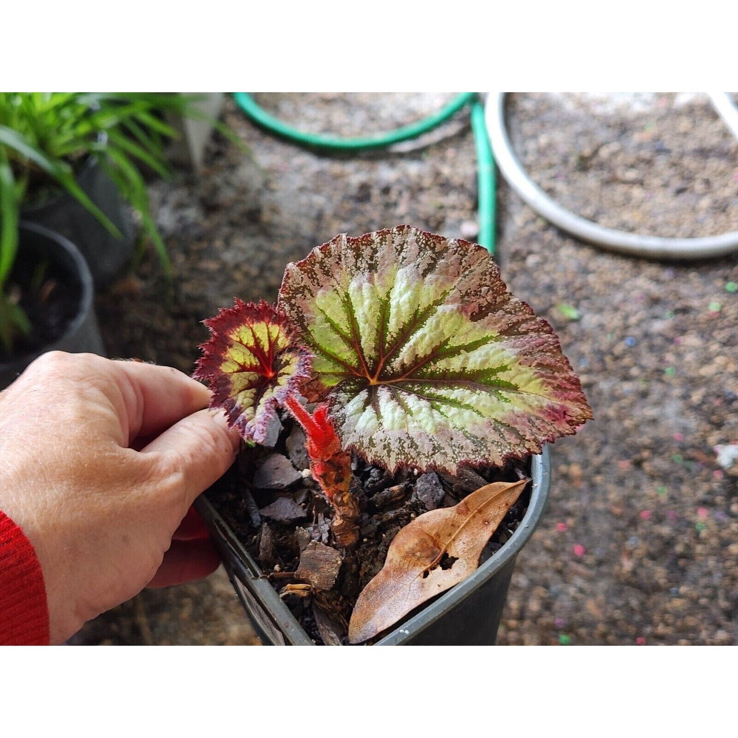 Rex Begonia LargeHarmonys Fire Woman Painted  LIVE Full Rooted Plant