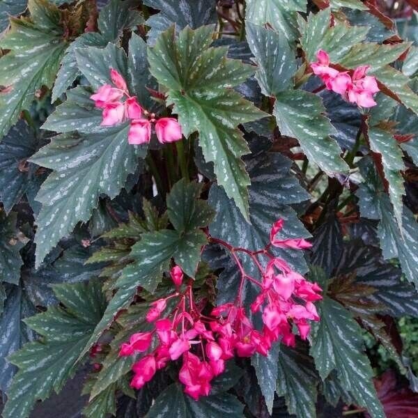 1 Live  5in Tall  Angel Wing Lana Begonia Rooted Plant 4in Pot