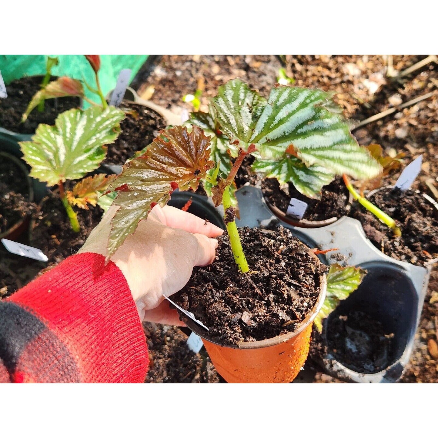 1 Live  5in Tall  Angel Wing Lana Begonia Rooted Plant 4in Pot