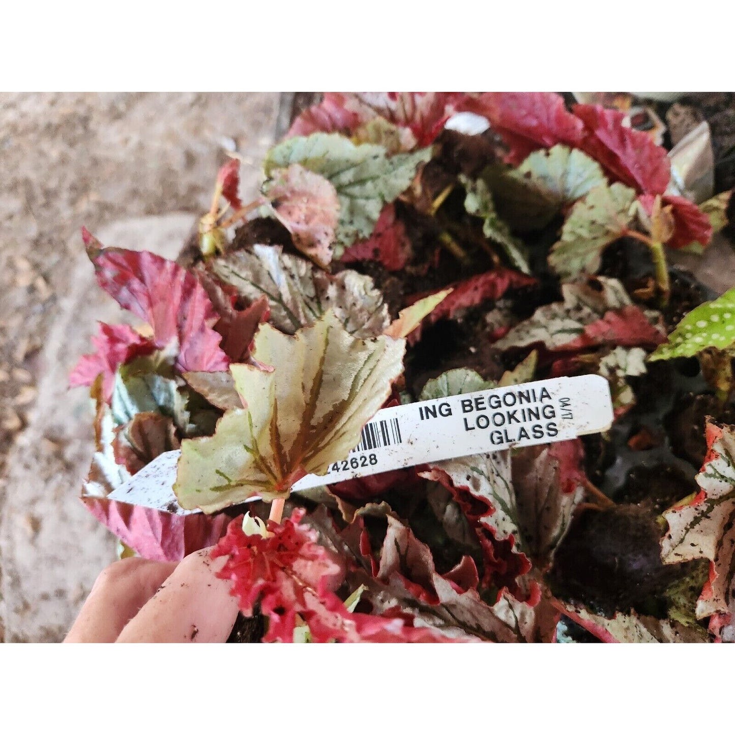 1 LiveBegonia LOOKING GLASS Rooted Plant Angel Wing Cane