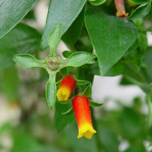 Candy Corn Vine Rooted Starter Plant about 2 inches tall 1 Live Plant RARE