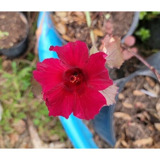 red NIGHT BLOOMING HIBISCUS