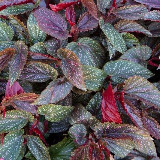 1 Live Rooted   Angel Wing Begonia Benigo Pink cane type