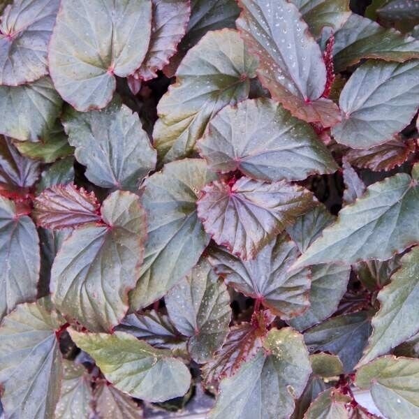 1 Live  Large Angel Wing/cane Lynda Dawn Begonia Rooted