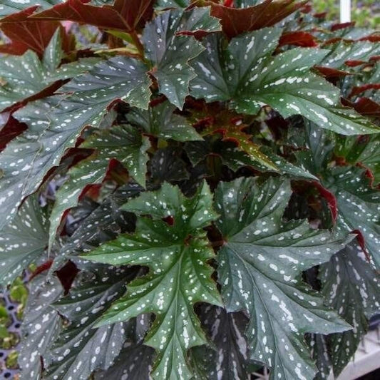 1 Live   Angel Wing/cane Sophia Begonia Rooted