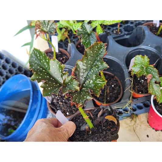 LARGE Begonia FANNIE MOSSER Rooted   Plant Angel Wing Cane