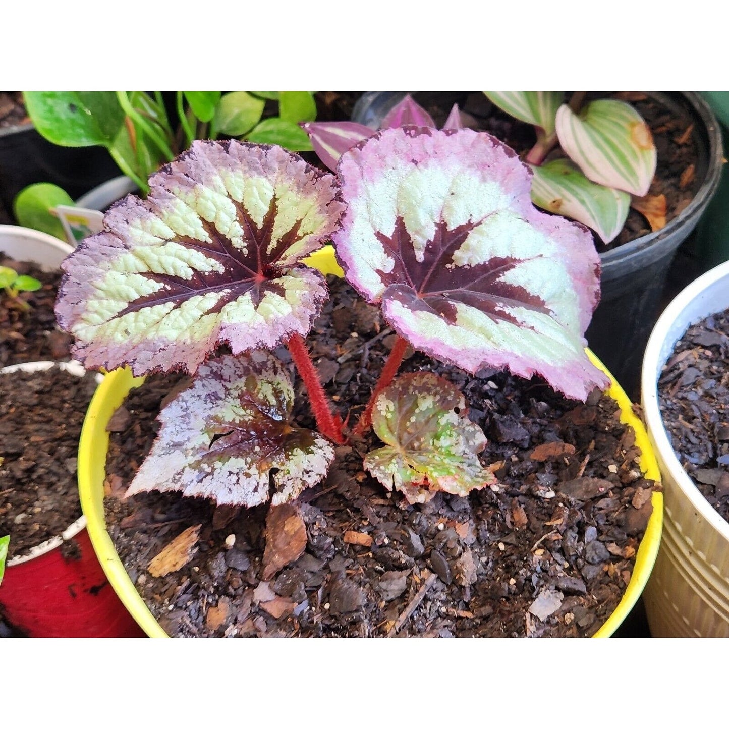 Rex Begonia LargeHarmonys Fire Woman Painted  LIVE Full Rooted Plant