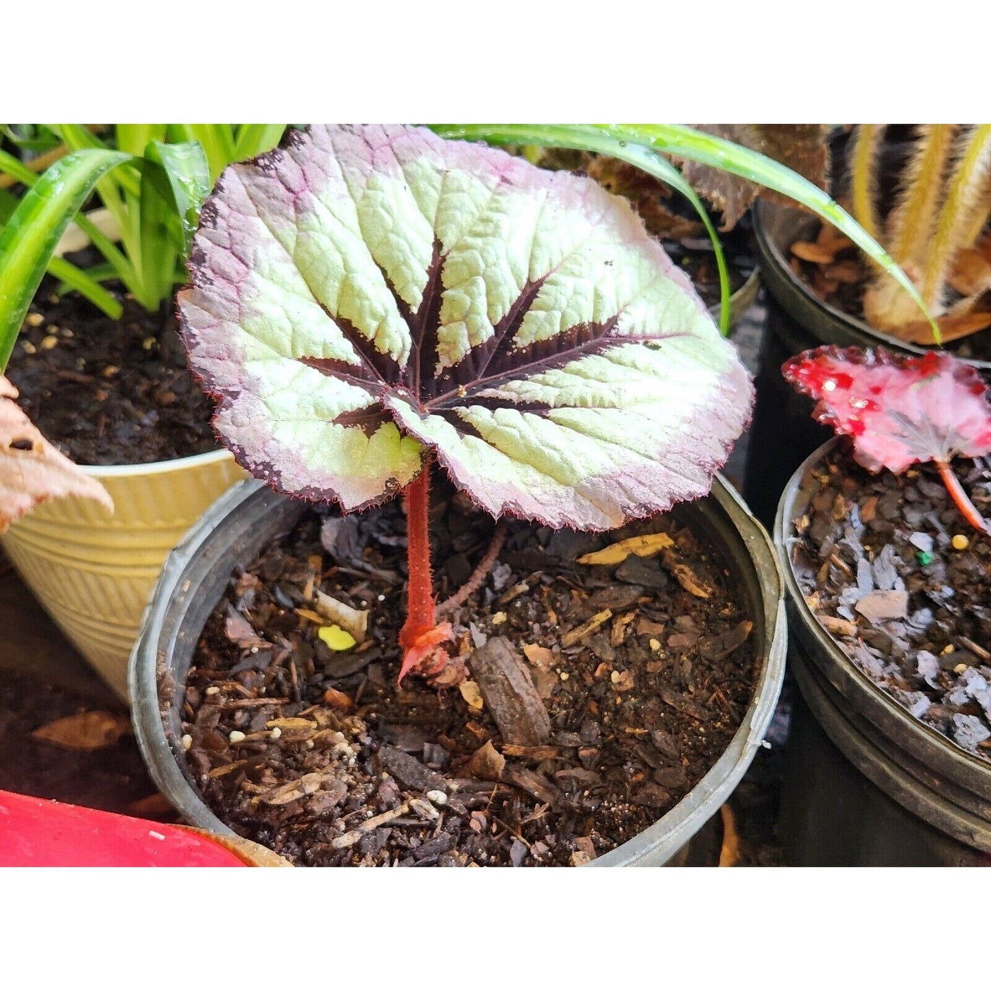 Rex Begonia LargeHarmonys Fire Woman Painted  LIVE Full Rooted Plant