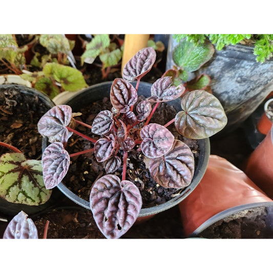 1 Live Larger Red Peperomia caperata, Red Emerald Ripple, Radiator Plant