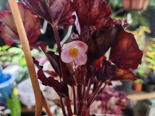 Large Harmony's RedRobin BLOOMING in decorative pot