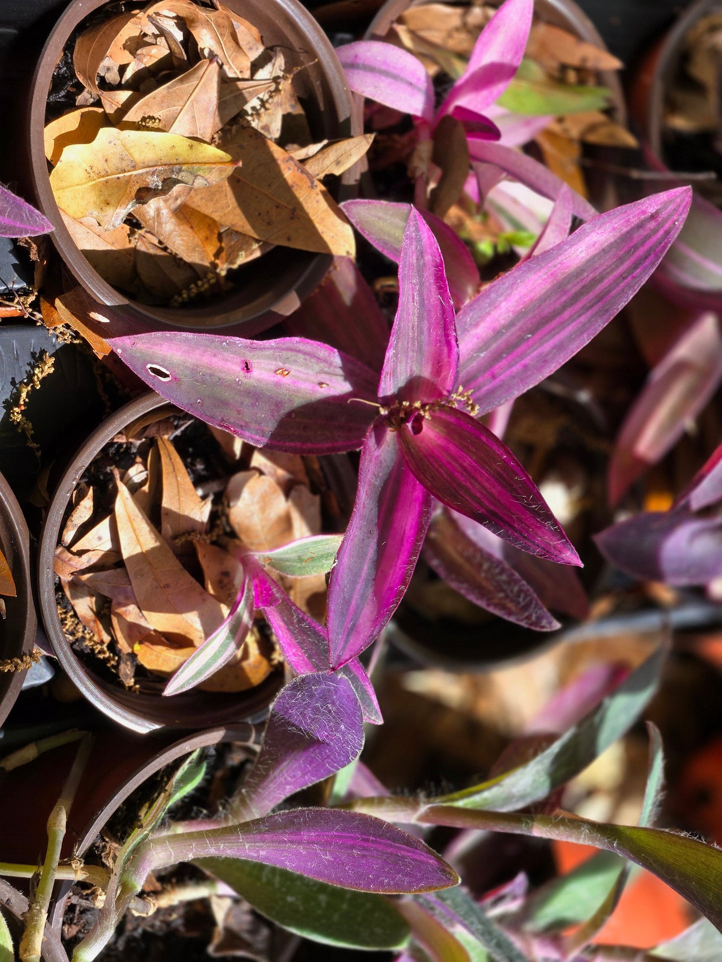 Pallida Purple Variegata Inch Plant