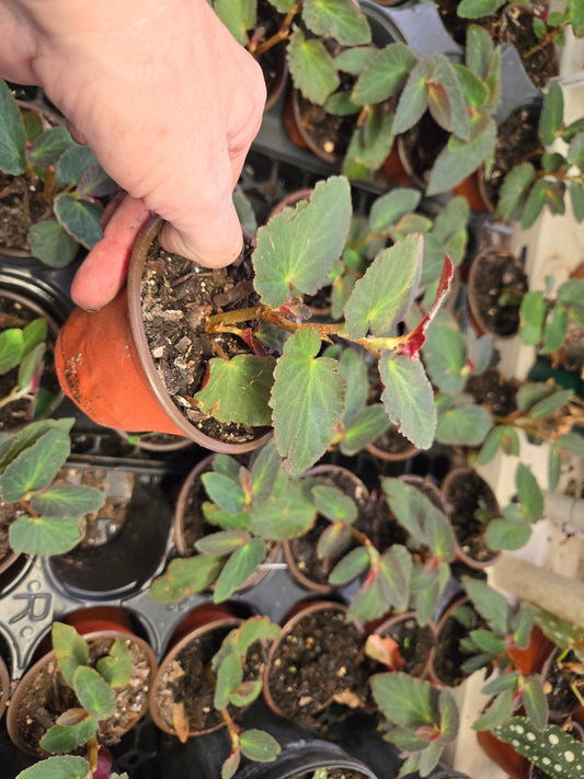 1 Live   Angel Wing/cane BRAZILIAN LADY Begonia Rooted