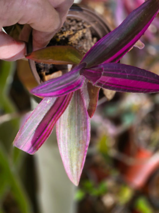 Pallida Purple Variegata Inch Plant